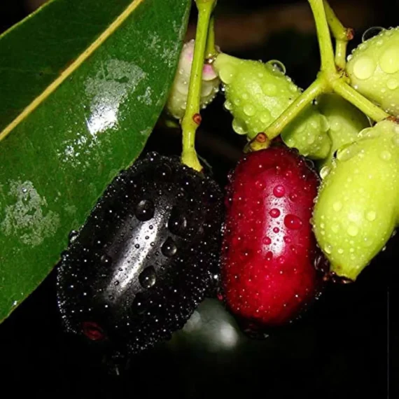 Thai Black Jamun Jambolan Jam Grafted Fruit Live Plant