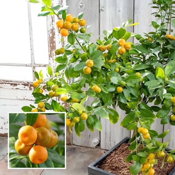 Nimbu Cot Sour All Time Lemon Nimbu Layering/Grafted Fruit Live Plant