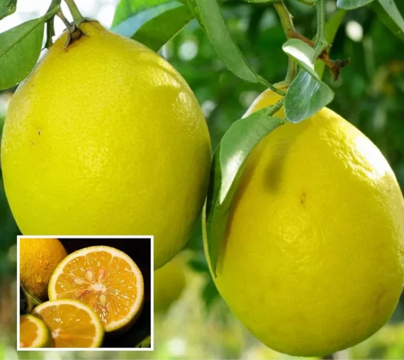 Thai Jambura Lemon Organic Fruit Plant