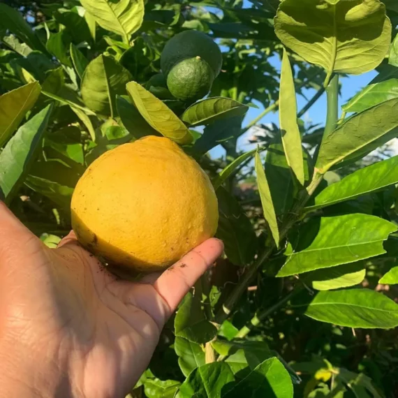 Thai Jambura Lemon Organic Fruit Plant