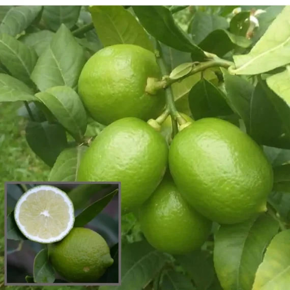 Nimbu China 3 Seedless Grafted Fruit Live Plant