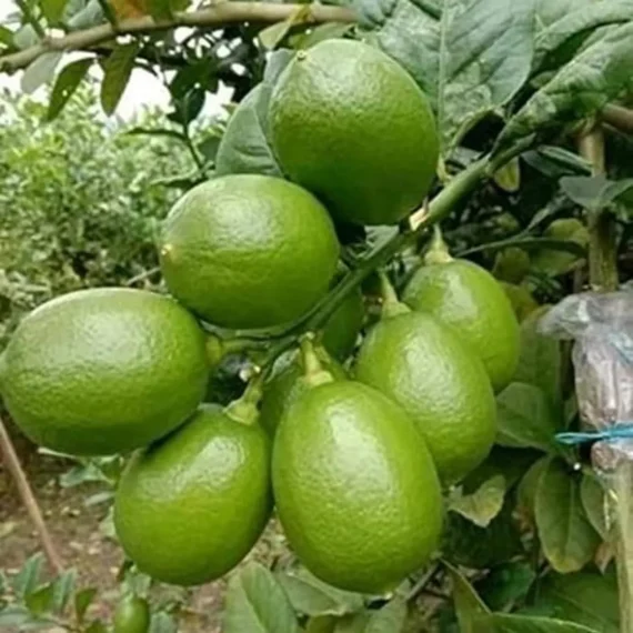 Nimbu China 3 Seedless Grafted Fruit Live Plant