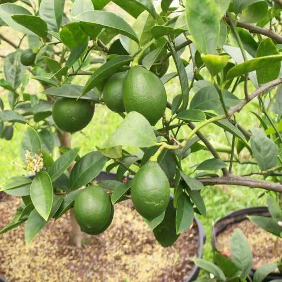 Nimbu China 3 Seedless Grafted Fruit Live Plant