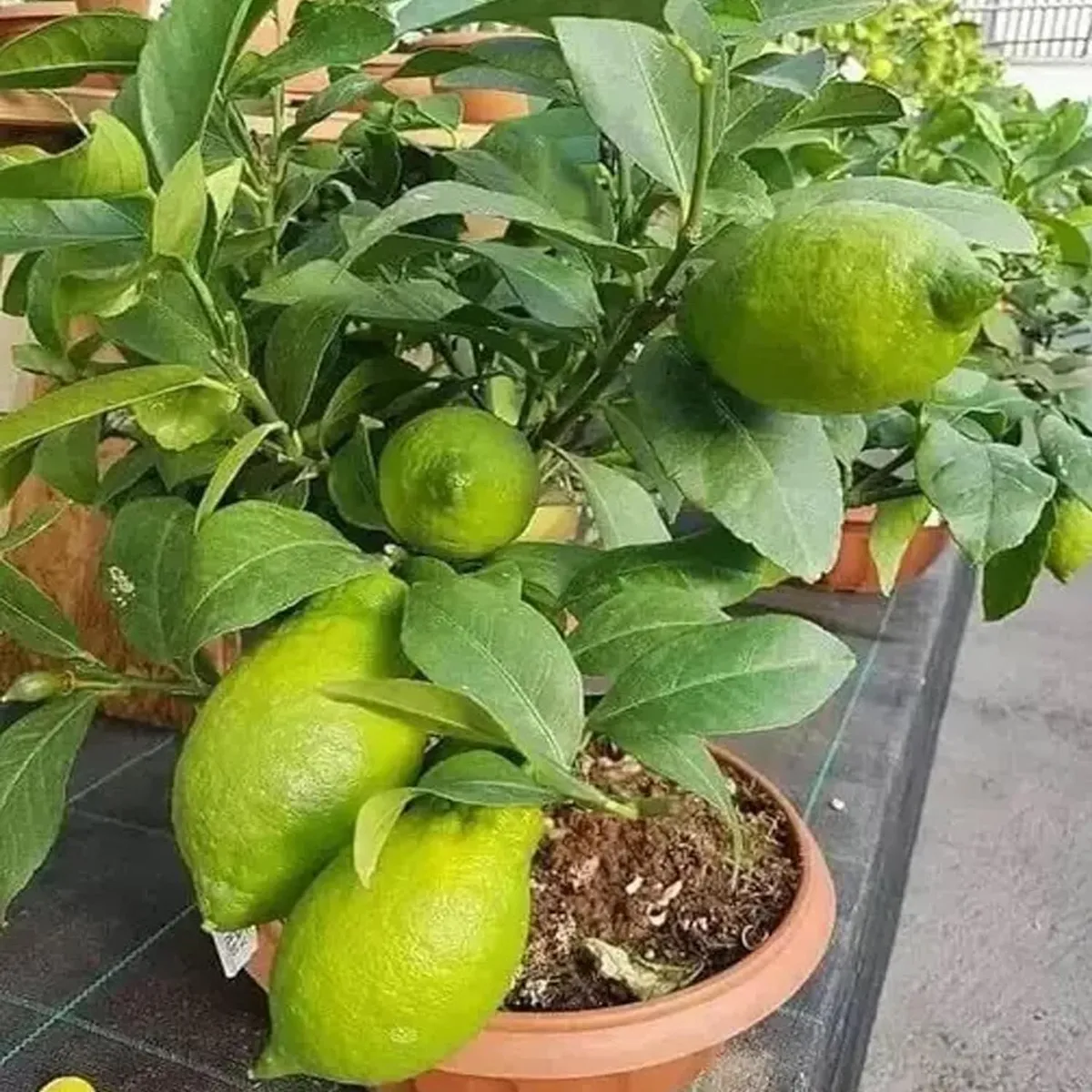 Gandhoraj Lemon Organic Fruit Plant - Image 4