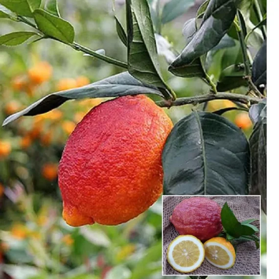 Nimbu Red Lemon Lemon Nimbu Grafted Fruit Live Plant (1-2 Feet Height)