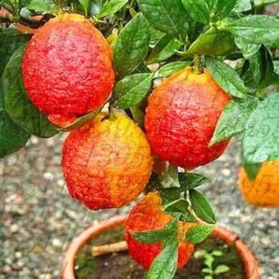 Nimbu Red Lemon Lemon Nimbu Grafted Fruit Live Plant (1-2 Feet Height)