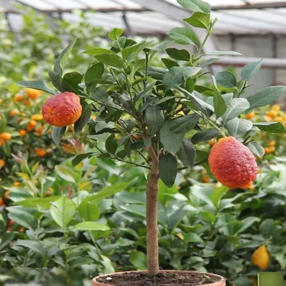 Nimbu Red Lemon Lemon Nimbu Grafted Fruit Live Plant (1-2 Feet Height)