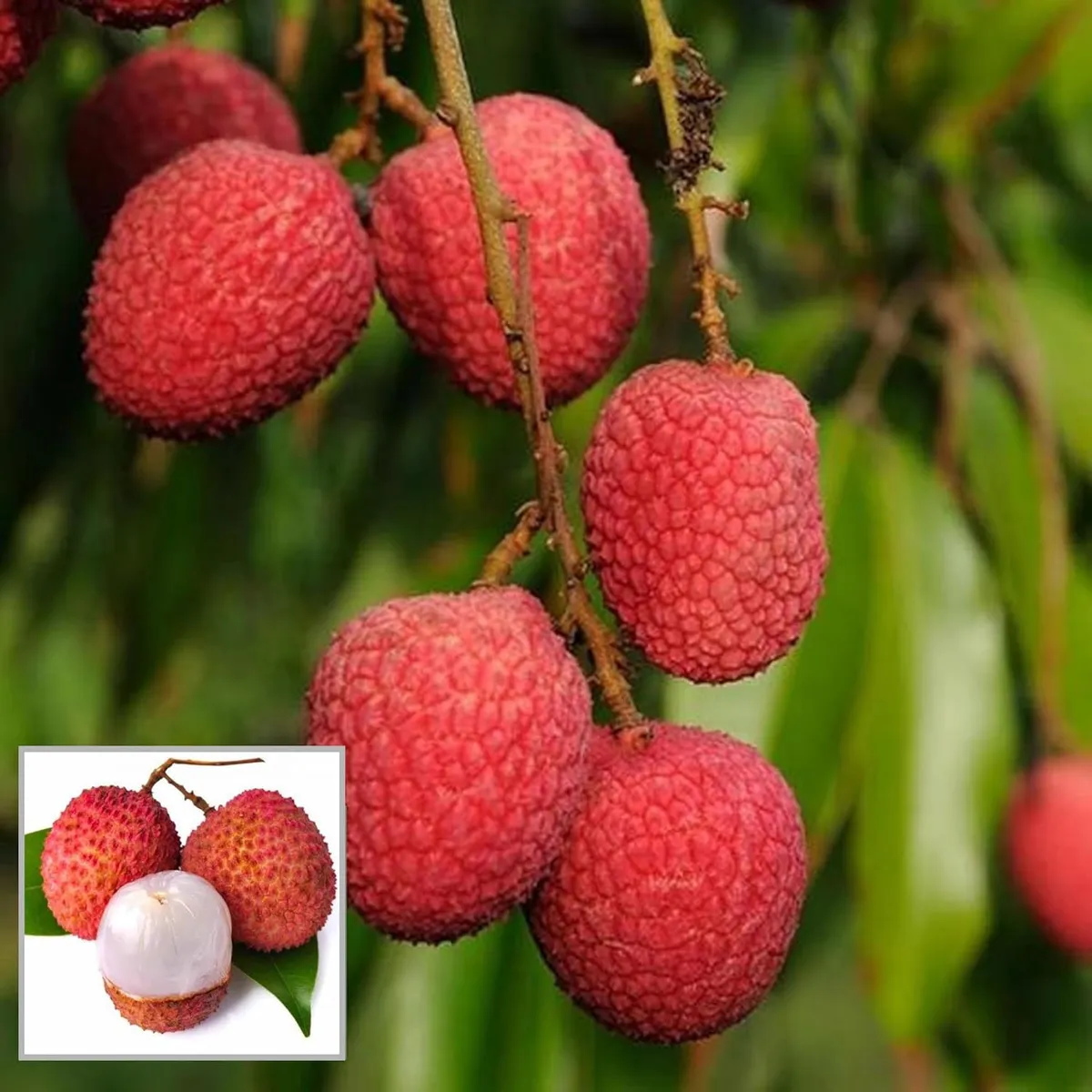 Bombai Litchi Lychee Layering/Grafted Fruit Live Plant (1.5-2 Feet Height)