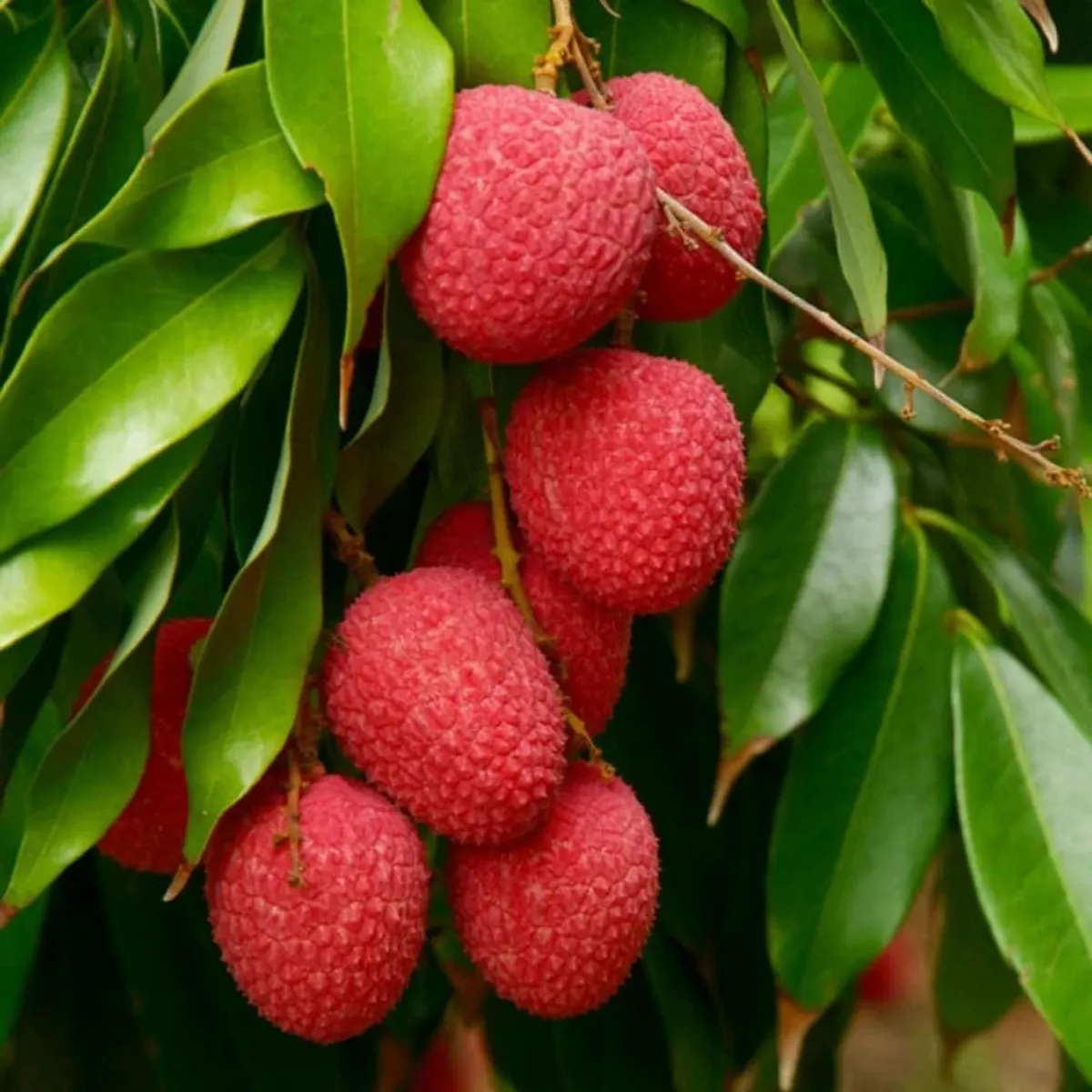 Bombai Litchi Lychee Layering/Grafted Fruit Live Plant (1.5-2 Feet Height) - Image 2