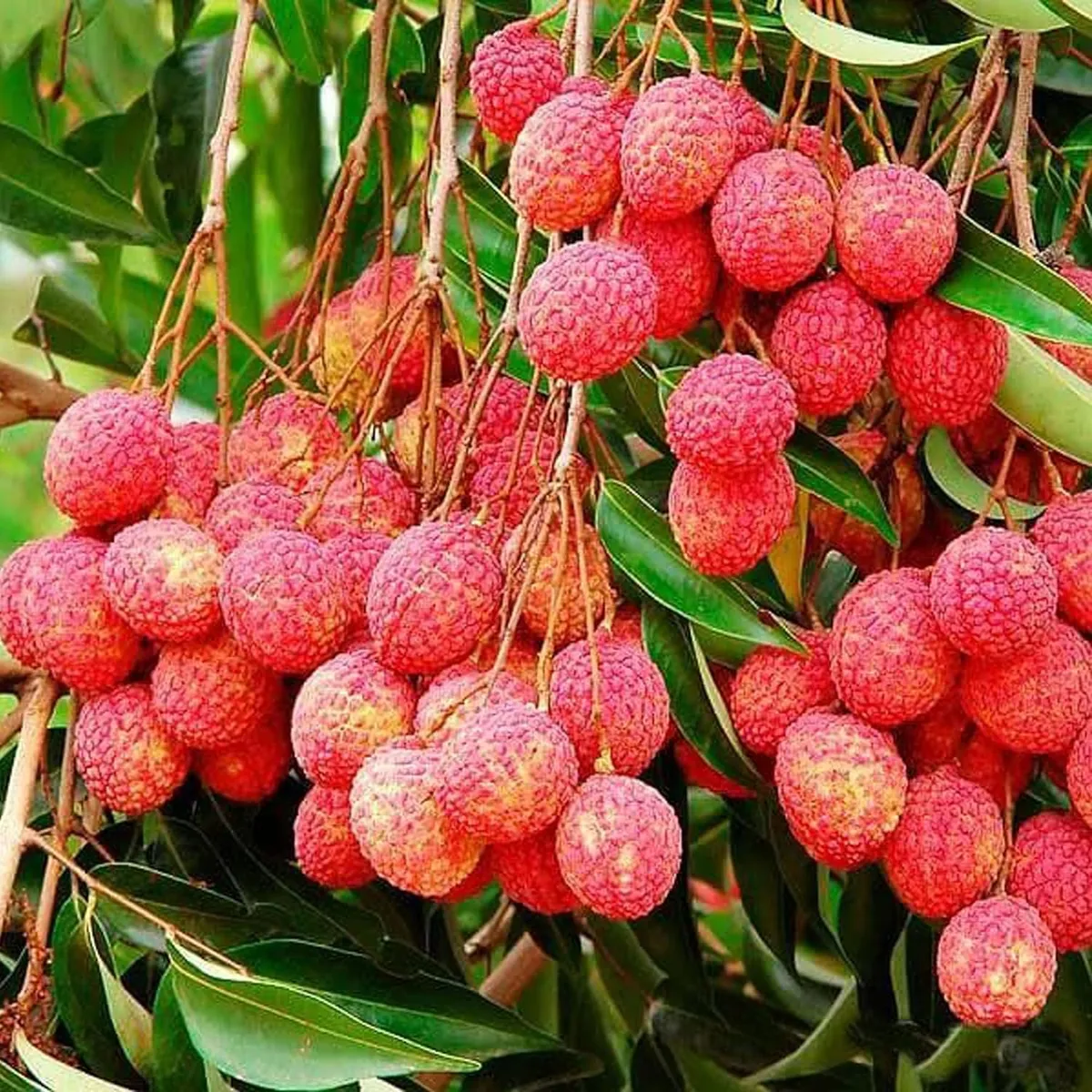 Bombai Litchi Lychee Layering/Grafted Fruit Live Plant (1.5-2 Feet Height) - Image 4