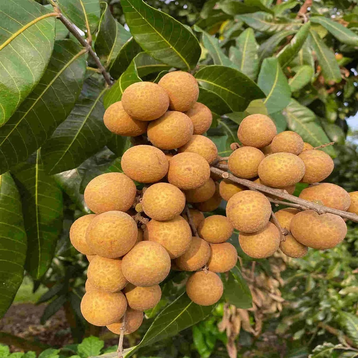 Kohala Hawaii Dragon Eye Longan Grafted Fruit Live Plant (1-2 Feet Height) - Image 4