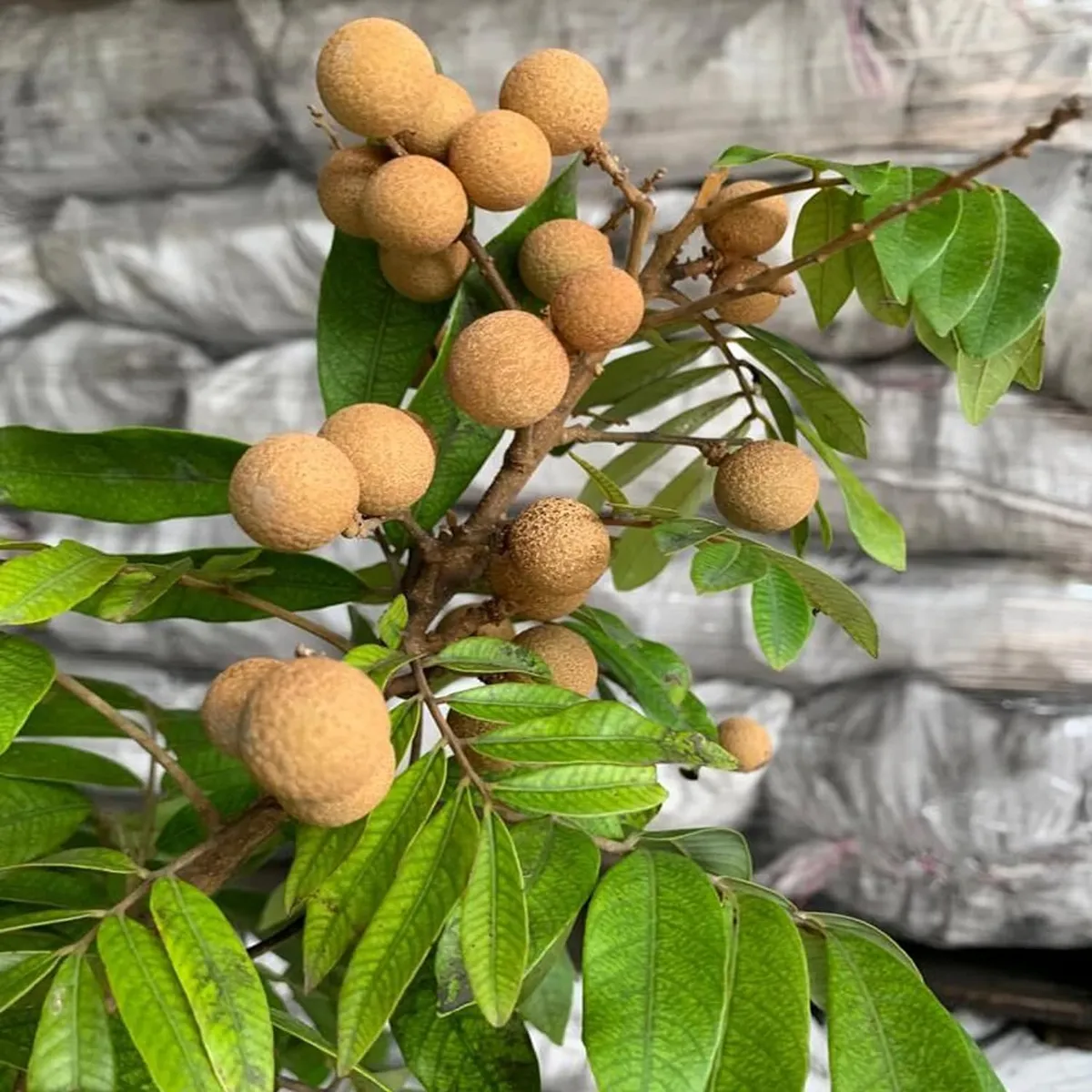 Kohala Hawaii Dragon Eye Longan Grafted Fruit Live Plant (1-2 Feet Height) - Image 5