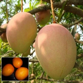 Goa Mankurad Variety Grafted Aam Fruit Live Plants & Tree