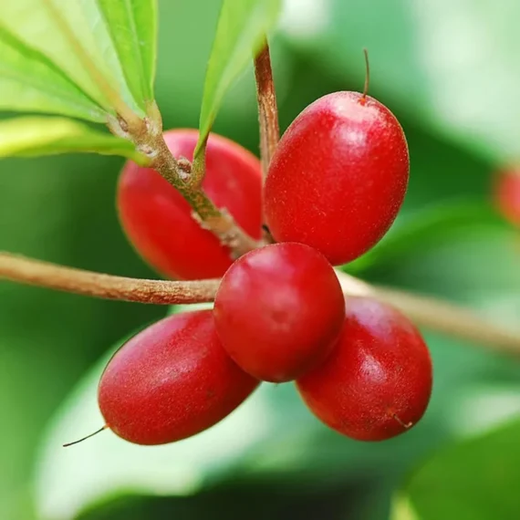 Miracle Fruit Layering/Grafted Fruit Live Plant