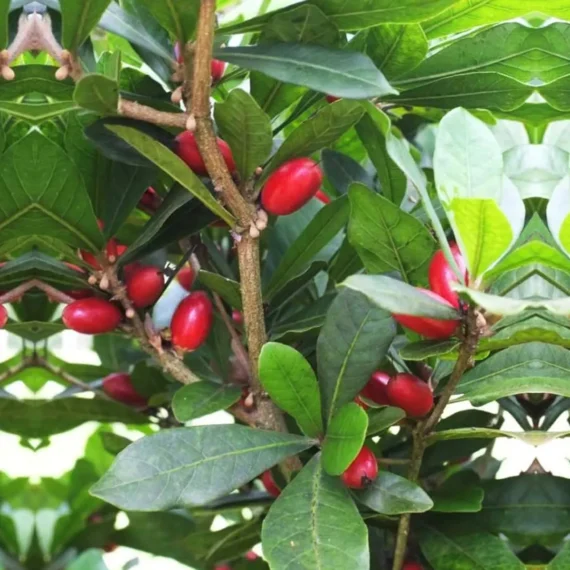 Miracle Fruit Layering/Grafted Fruit Live Plant