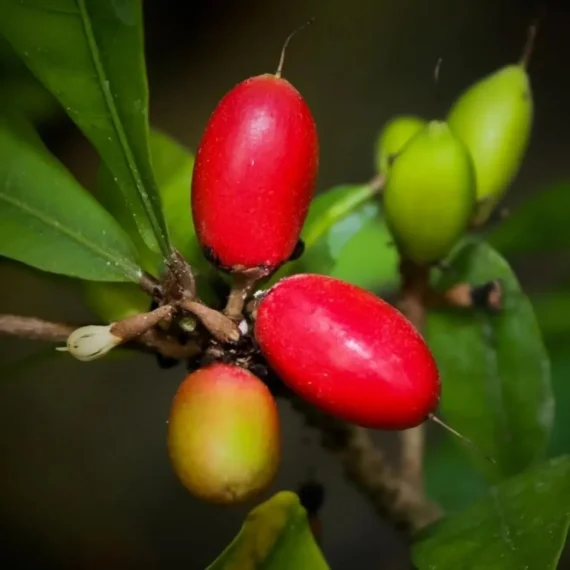 Miracle Fruit Layering/Grafted Fruit Live Plant