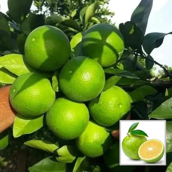 Sathgudi Mosambi Grafted Fruit Live Plant