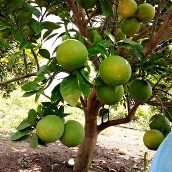 Sathgudi Mosambi Grafted Fruit Live Plant