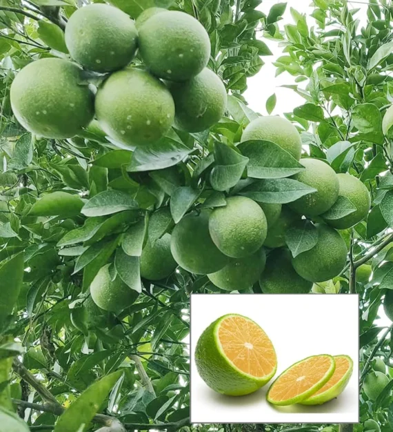 Jalna Sweet Mosambi Grafted Fruit Live Plant