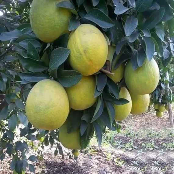 Sweet Indian Mosambi Grafted Fruit Live Plant