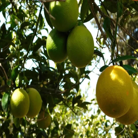 Sweet Indian Mosambi Grafted Fruit Live Plant