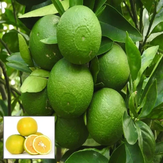 Bangladesh Sweet Bari1 Malta Lemon Organic Fruit Plant