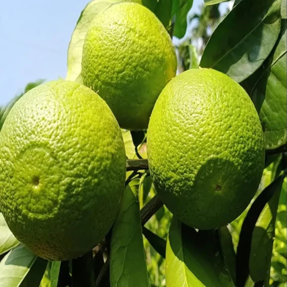 Bangladesh Sweet Bari1 Malta Lemon Organic Fruit Plant