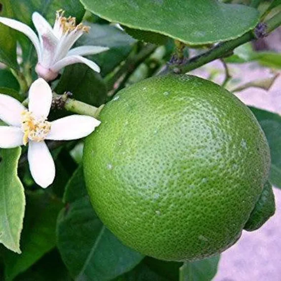 Bangladesh Sweet Bari1 Malta Lemon Organic Fruit Plant