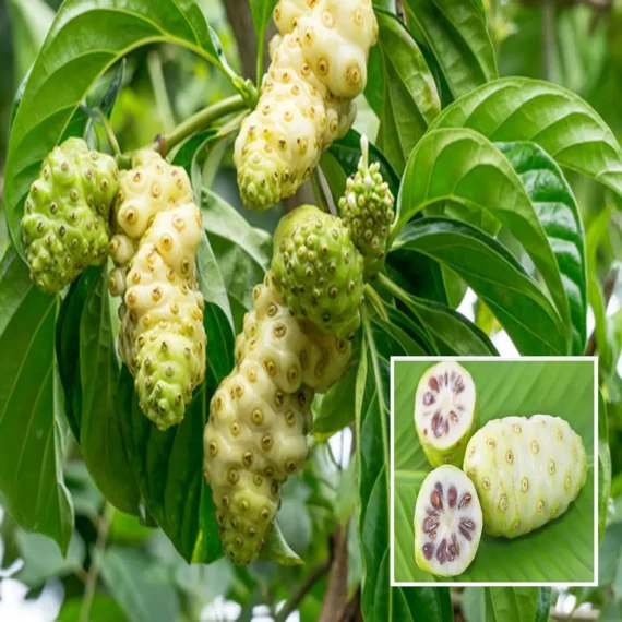 Noni Cheese Fruit Live Plant (1-2 Feet Height)