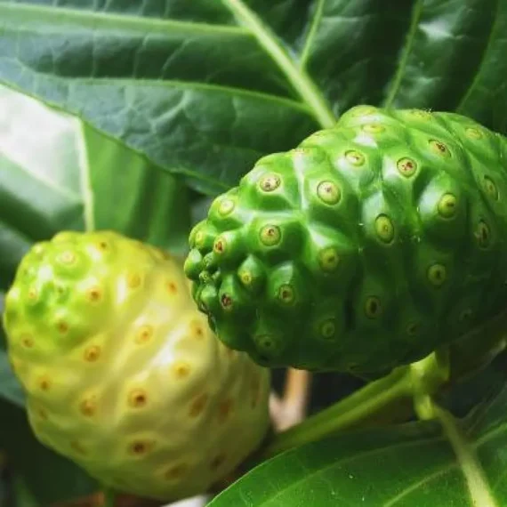 Noni Cheese Fruit Live Plant (1-2 Feet Height)