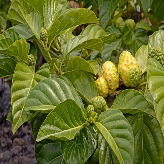 Noni Cheese Fruit Live Plant (1-2 Feet Height)