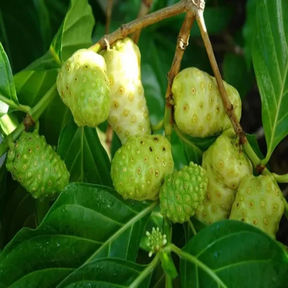 Noni Cheese Fruit Live Plant (1-2 Feet Height)