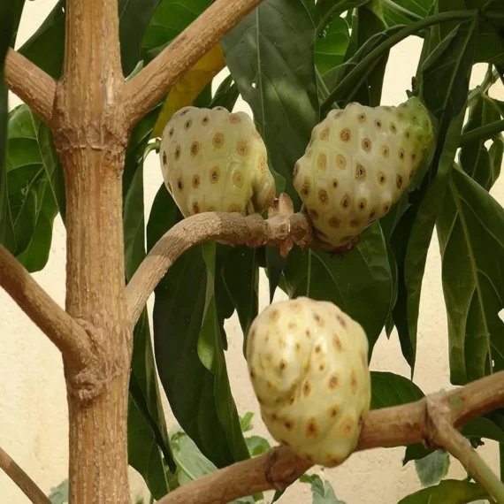 Noni Cheese Fruit Live Plant (1-2 Feet Height)