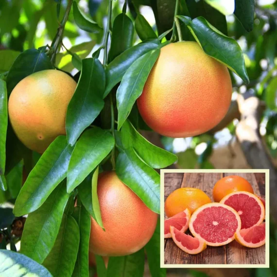 Star Ruby Grapefruit Grafted Fruit Live Plant