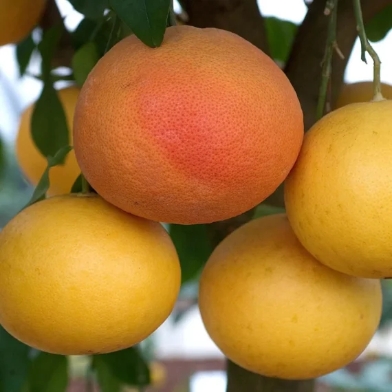 Star Ruby Grapefruit Grafted Fruit Live Plant