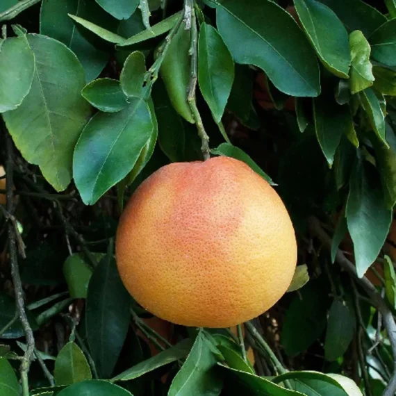 Star Ruby Grapefruit Grafted Fruit Live Plant