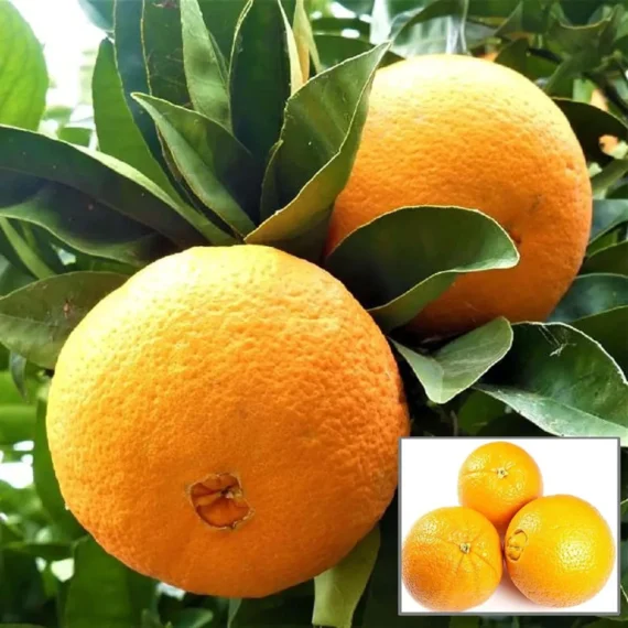 Washington Navel Orange Santra Grafted Fruit Live Plant