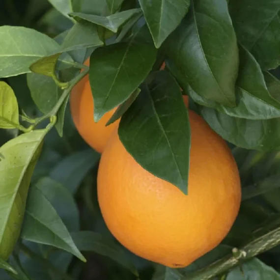 Washington Navel Orange Santra Grafted Fruit Live Plant