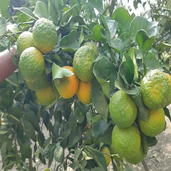 Nagpur Mandarin All Time Orange Santra Grafted Fruit Live Plant