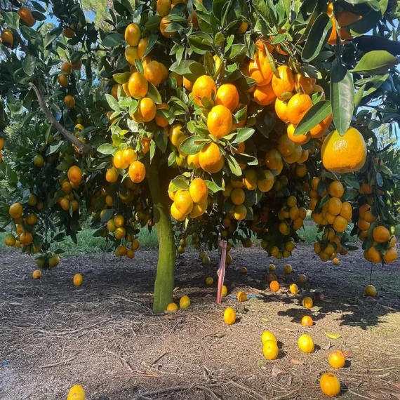 Nagpur Mandarin All Time Orange Santra Grafted Fruit Live Plant