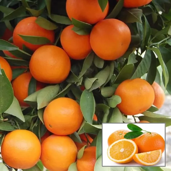 Kinnow Orange Santra Grafted Fruit Live Plant (1.5-2 Feet Height)