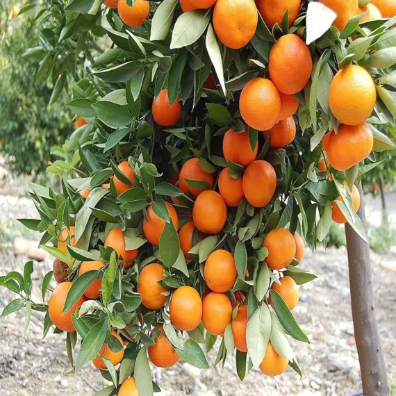 Kinnow Orange Santra Grafted Fruit Live Plant (1.5-2 Feet Height)