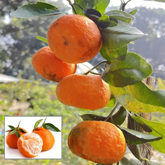 Darjeeling Orange Santra Grafted Fruit Live Plant (1.5-2 Feet Height)