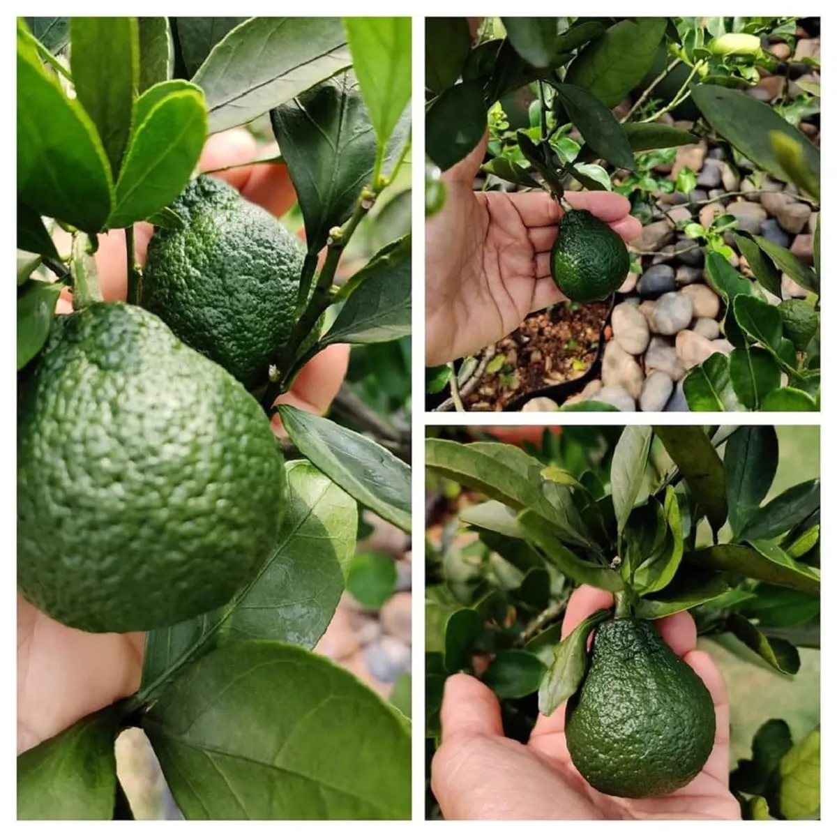 Dekopon Orange Santra Grafted Fruit Live Plant (1.5-2 Feet Height) - Image 3