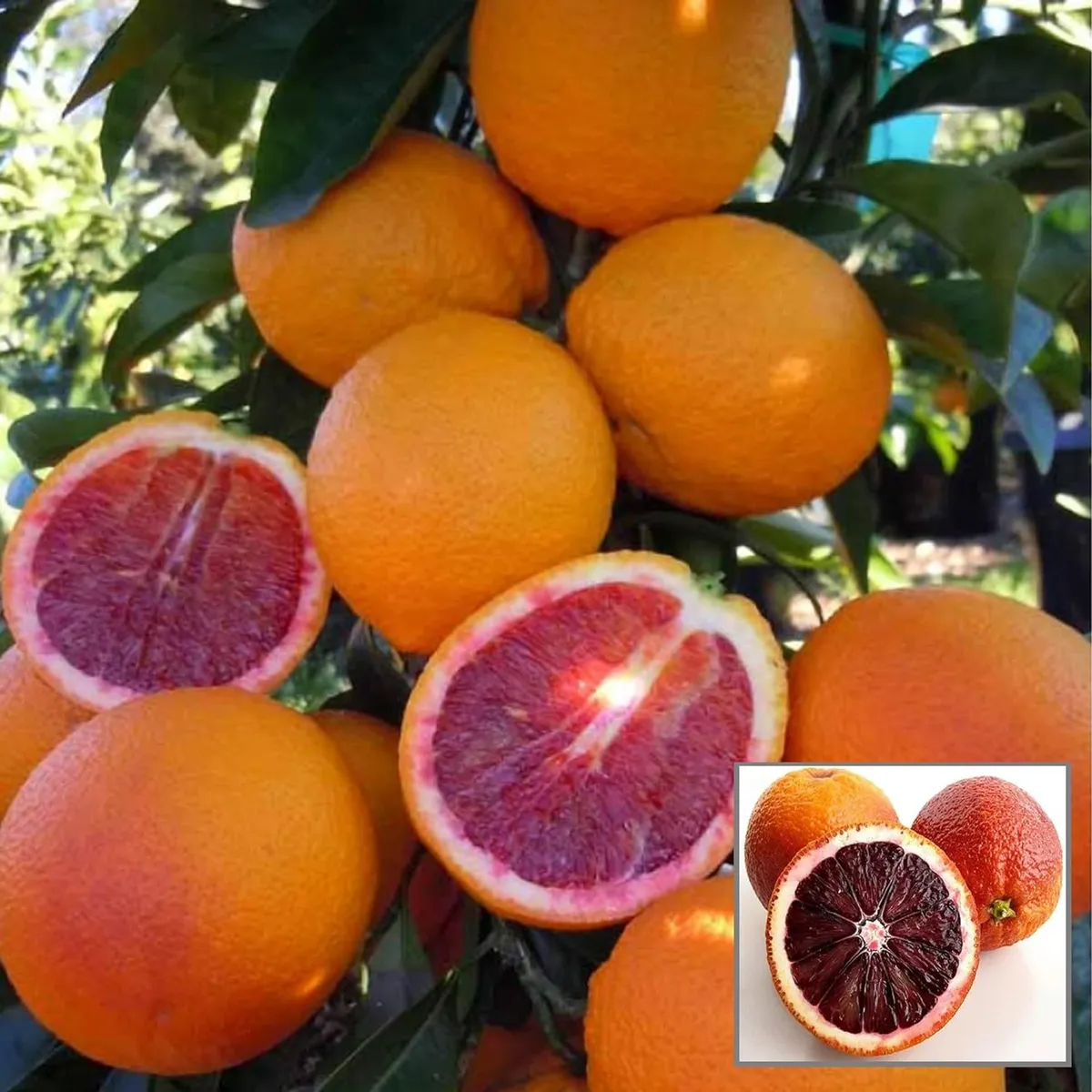Moro Blood Orange Santra Grafted Fruit Live Plant
