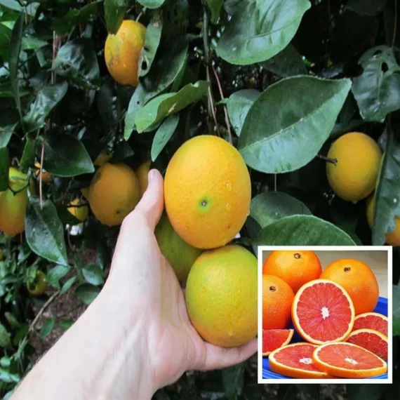 Cara Cara Navel Orange Santra Grafted Fruit Live Plant