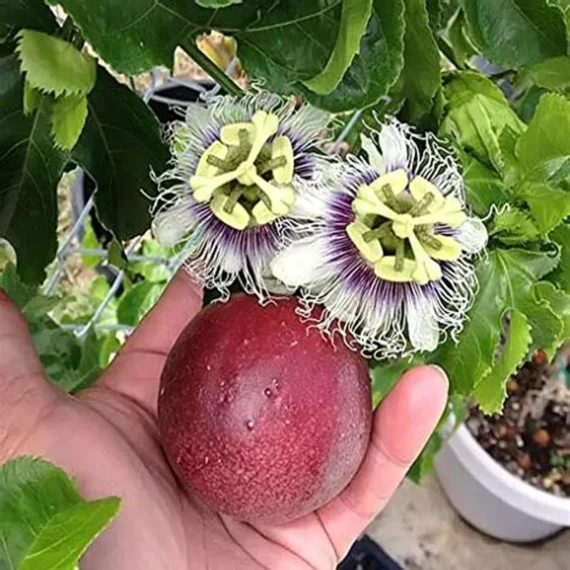 Passion Fruit Climbing Live Plant