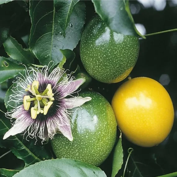 Passion Fruit Climbing Live Plant