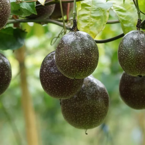 Passion Fruit Climbing Live Plant