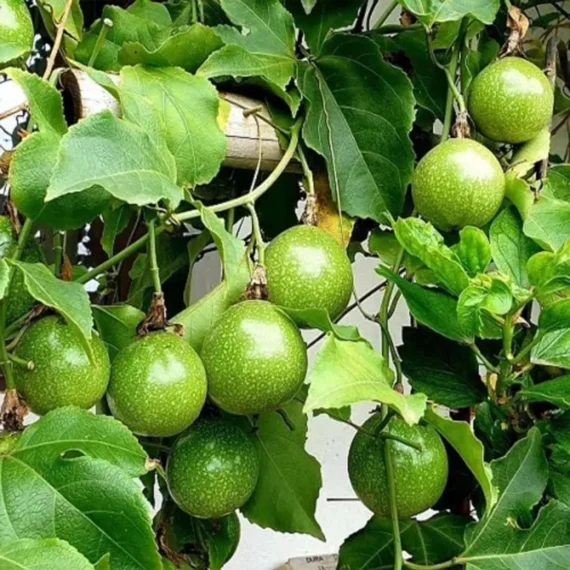 Passion Fruit Climbing Live Plant